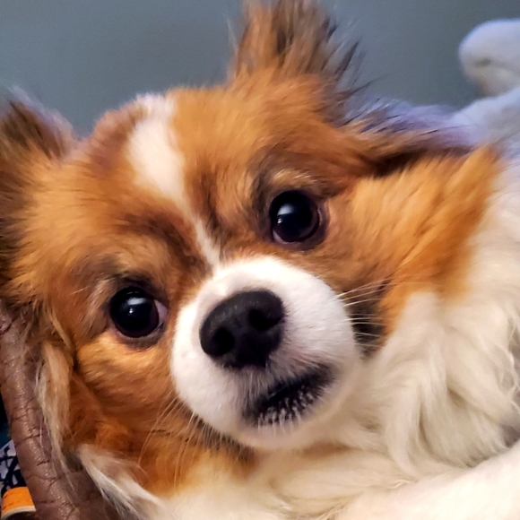 Meet your Posher, Lela - Picture 1 of 1